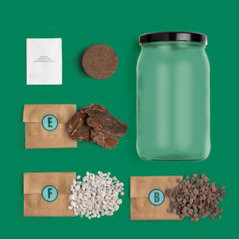 Kit Terrarium Pino – Crea Tu Ecosistema En Miniatura En Casa, Regalo Original - Resetea