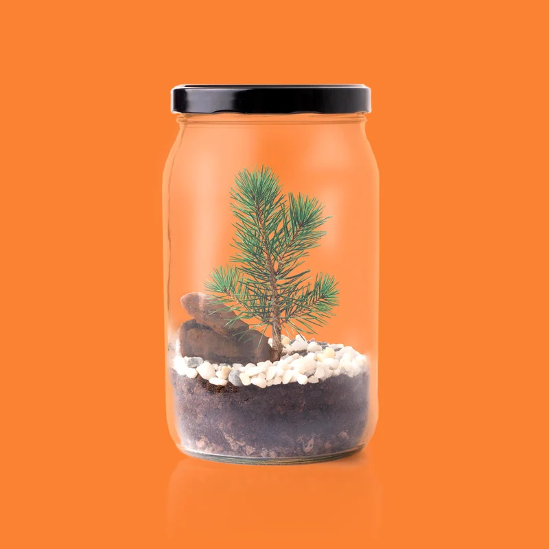 Kit Terrarium Pino – Crea Tu Ecosistema En Miniatura En Casa, Regalo Original - Resetea