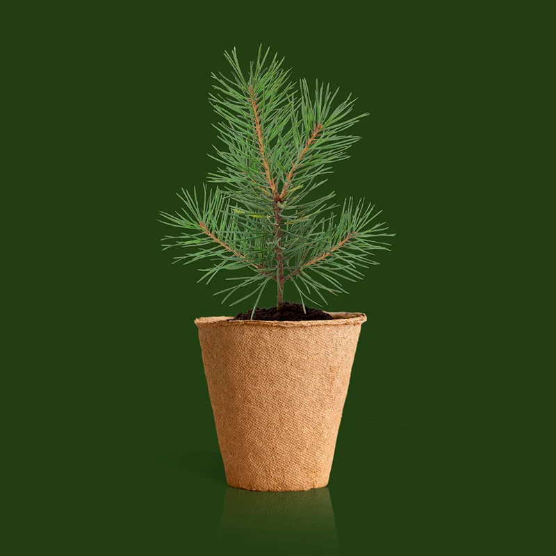 Kit Árbol de Navidad para Cultivar en Casa - Pino de Navidad, Regalo Original - Resetea