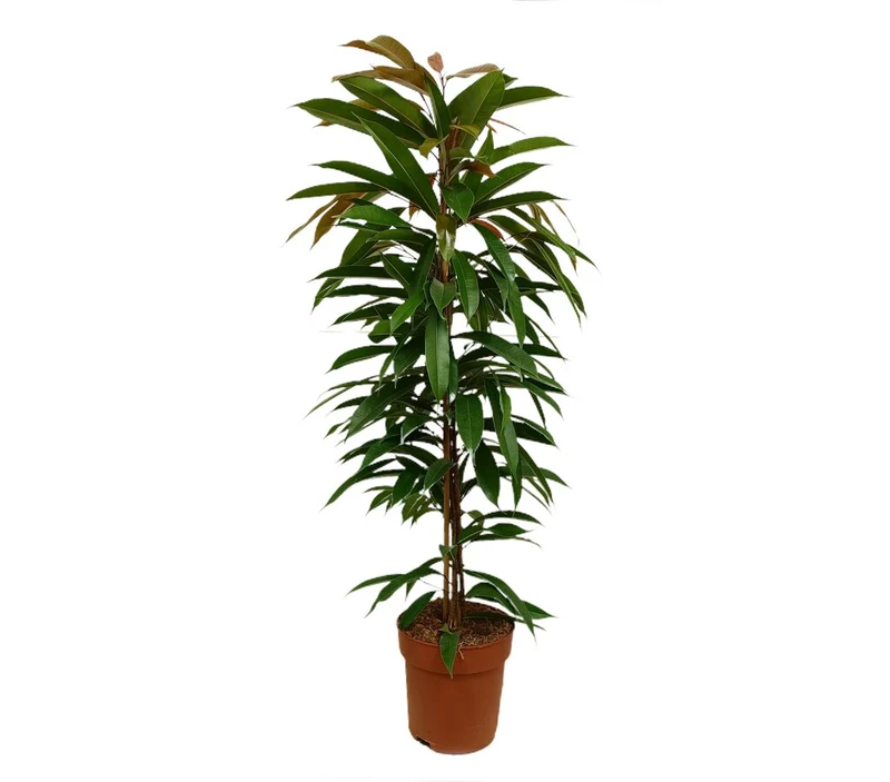 Ficus Amstel King M21 100cm