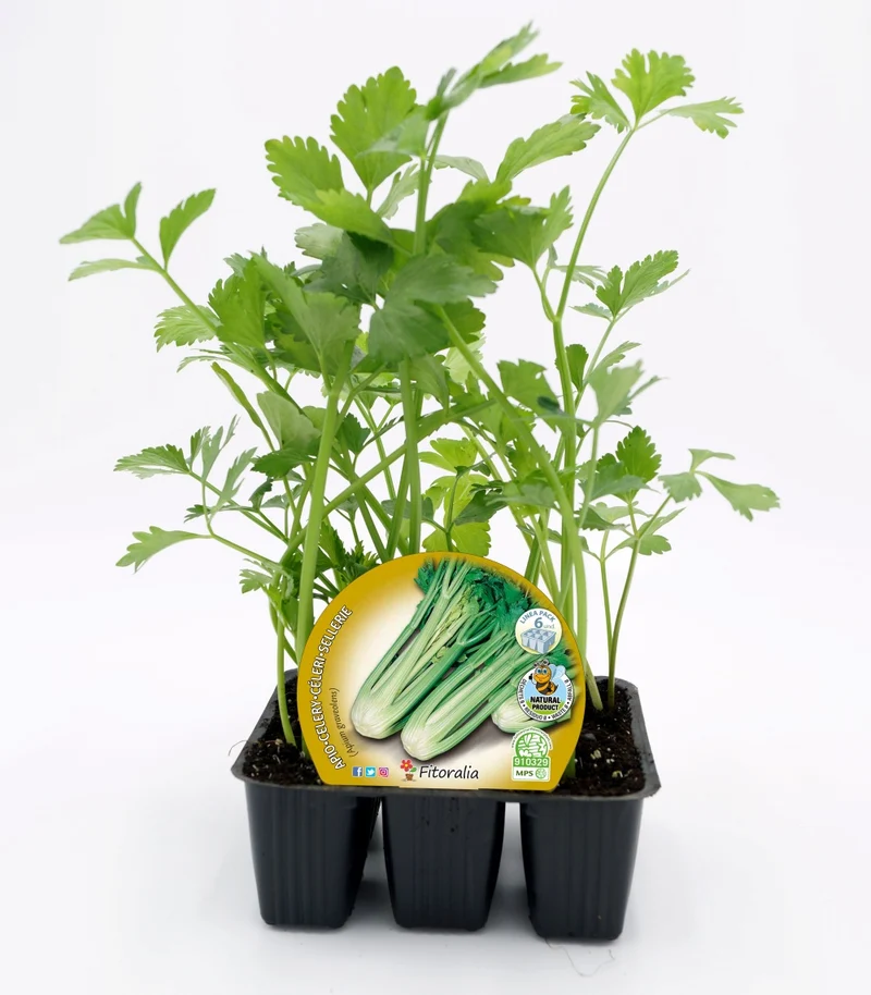 Pack Plantones Apio 6 Ud. Natural - Fitoralia