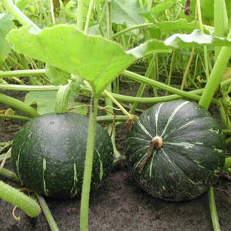 Semillas De Calabaza Green Hokkaido Ecológicas
