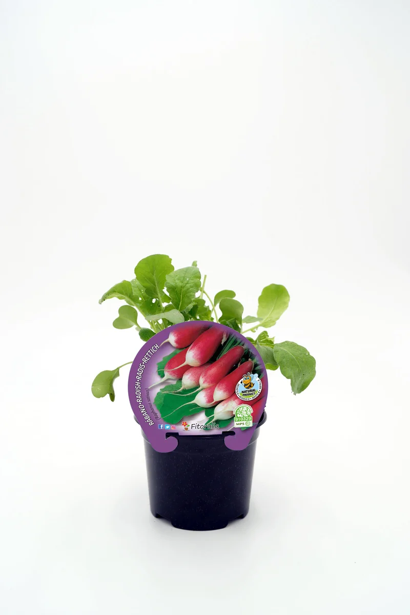 Plantón Rabanito De Punta Blanca En Maceta 10,5 Cm. Natural - Fitoralia