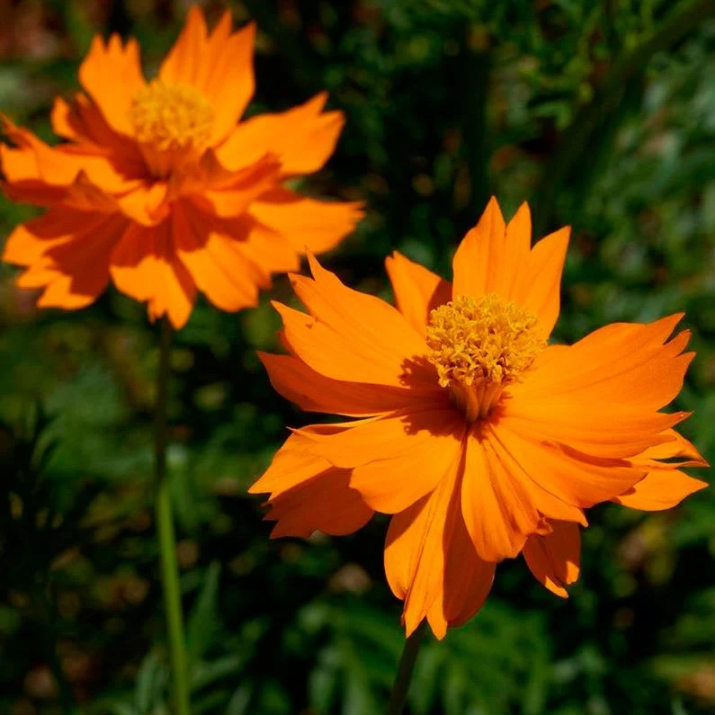 Semillas Cosmos Naranja Ecológicas