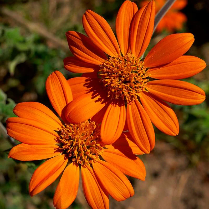 Semillas Girasol Mexicano Ecológicas