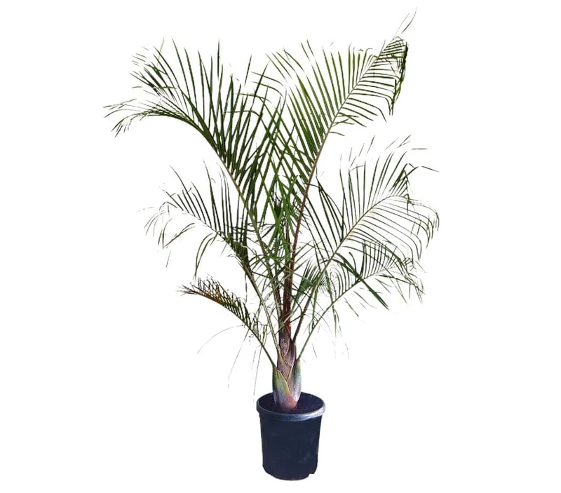 Neodypsis Decarii M32 160-180cm