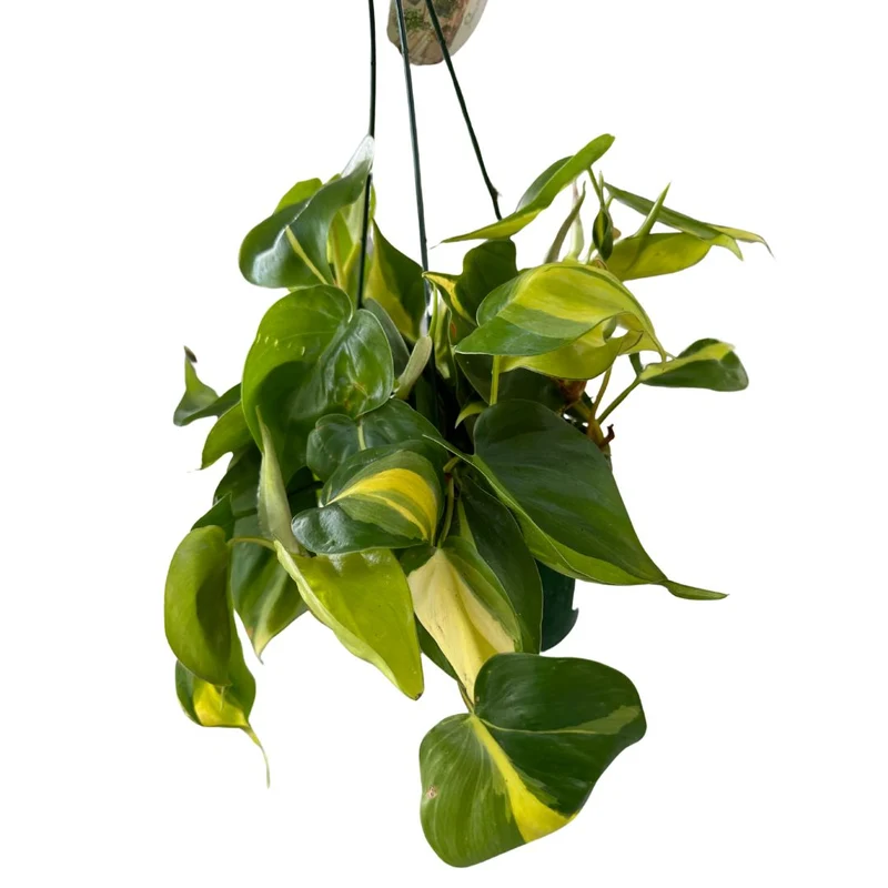 Philodendron Brasil Variedad De Philodendron Con Hojas Variegadas En Color Lima