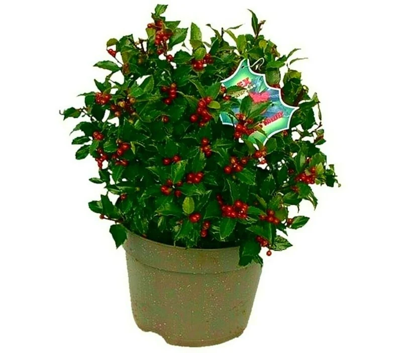 Ilex Blue Maid Bola M28 (acebo)