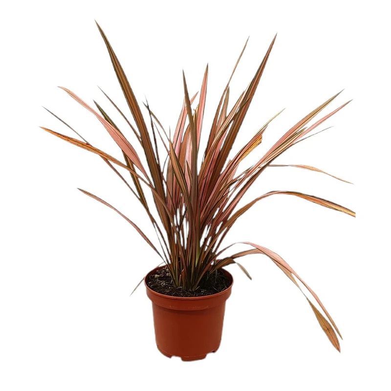 Phormium Pink Panther M20 40cm