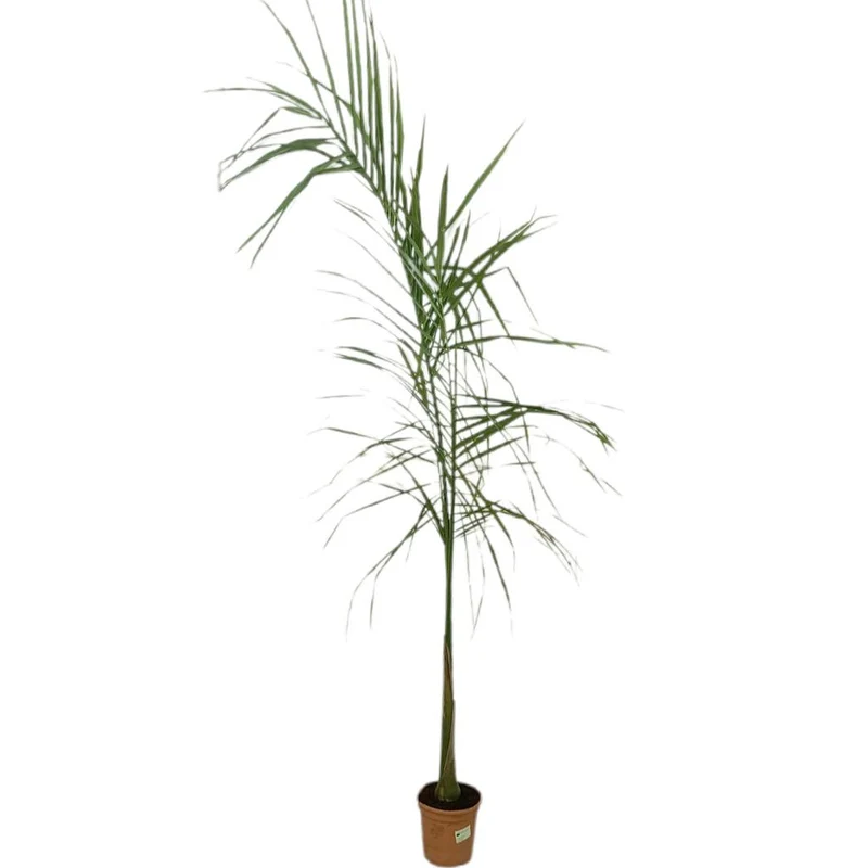 Roystonea Regia M25