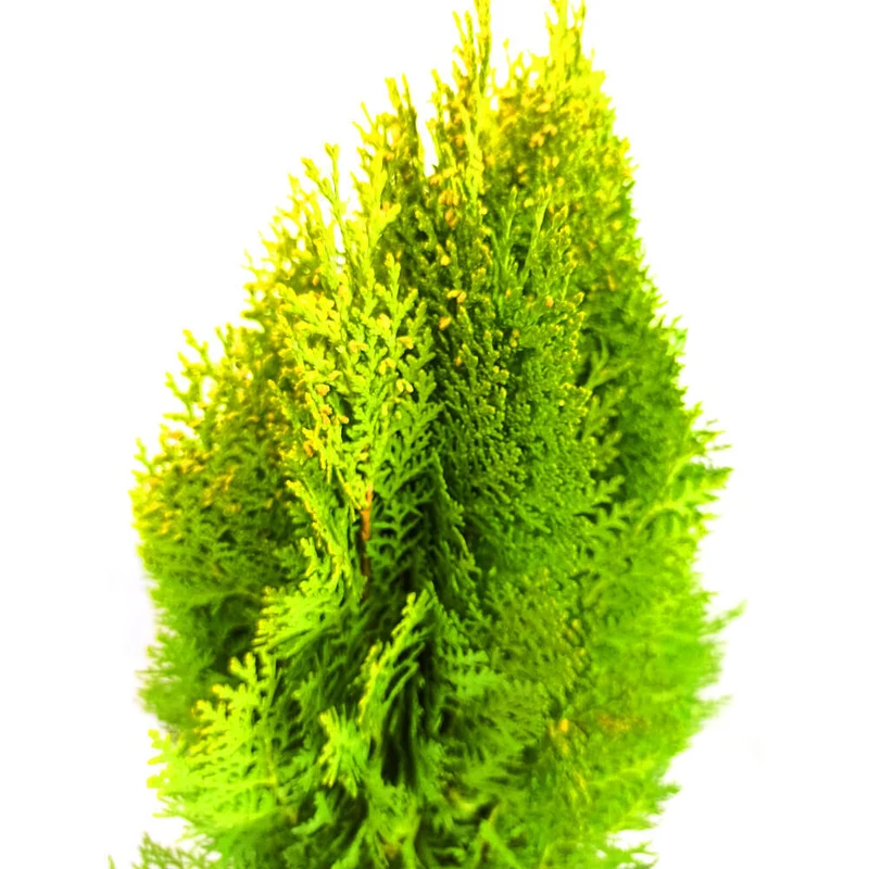 Thuja Aurea Nana M20