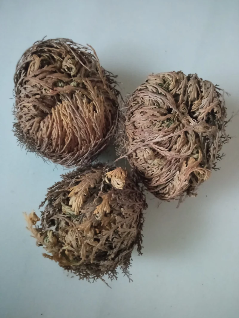Rosa De Jerico Planta De La Suerte Y Felicidad - 1unidad