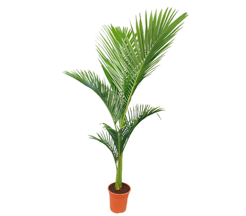 Archontophoenix Alexandrae M24 140-160cm (palmera De Alejandría)