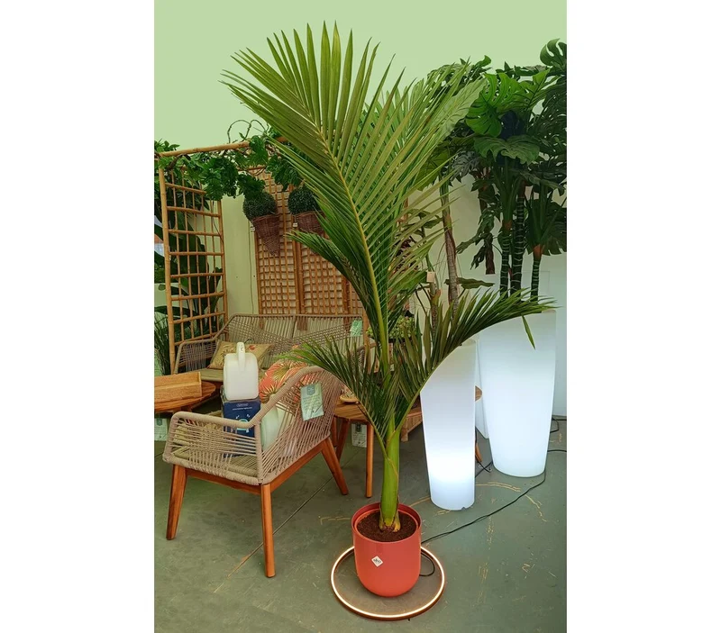 Archontophoenix Alexandrae M24 140-160cm (palmera De Alejandría)