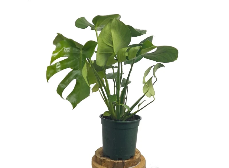 Monstera Deliciosa M17 70cm (costilla De Adán)