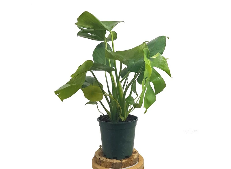 Monstera Deliciosa M17 70cm (costilla De Adán)