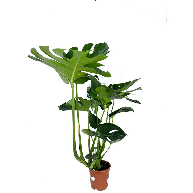 Monstera Deliciosa M17 70cm (costilla De Adán)