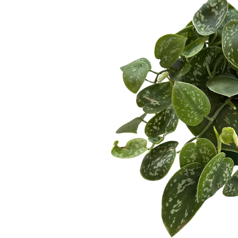 Philodendron Scindapsus Variedad De Philodendron Con Hojas Plateadas (scindapsus Pictus)