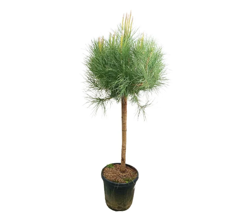 Pinus Pinea Copa M35 150-170cm