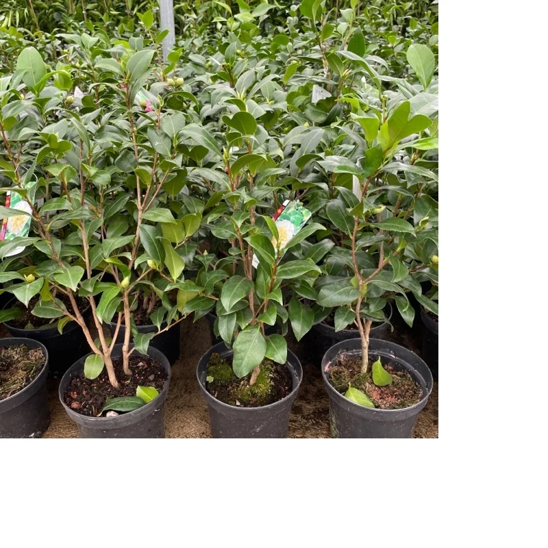 Camelia Japonica Maceta