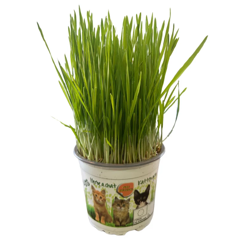 Kattegrass Hierba Para Gatos M12