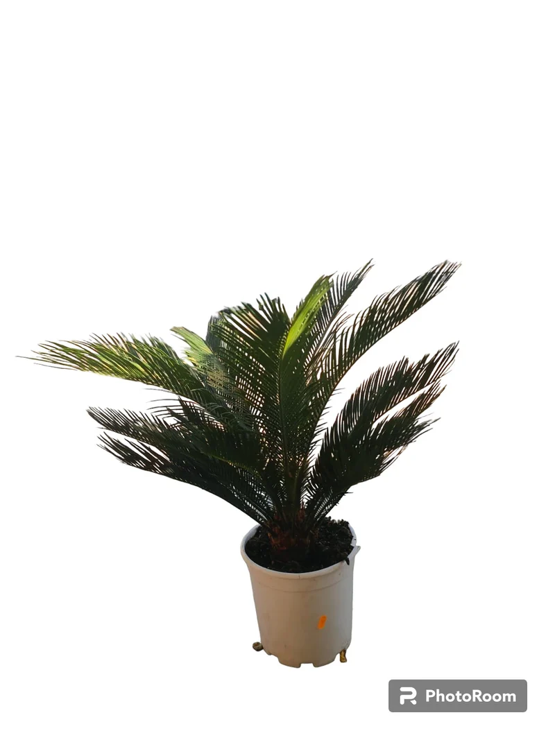 Cyca Revoluta Maceta