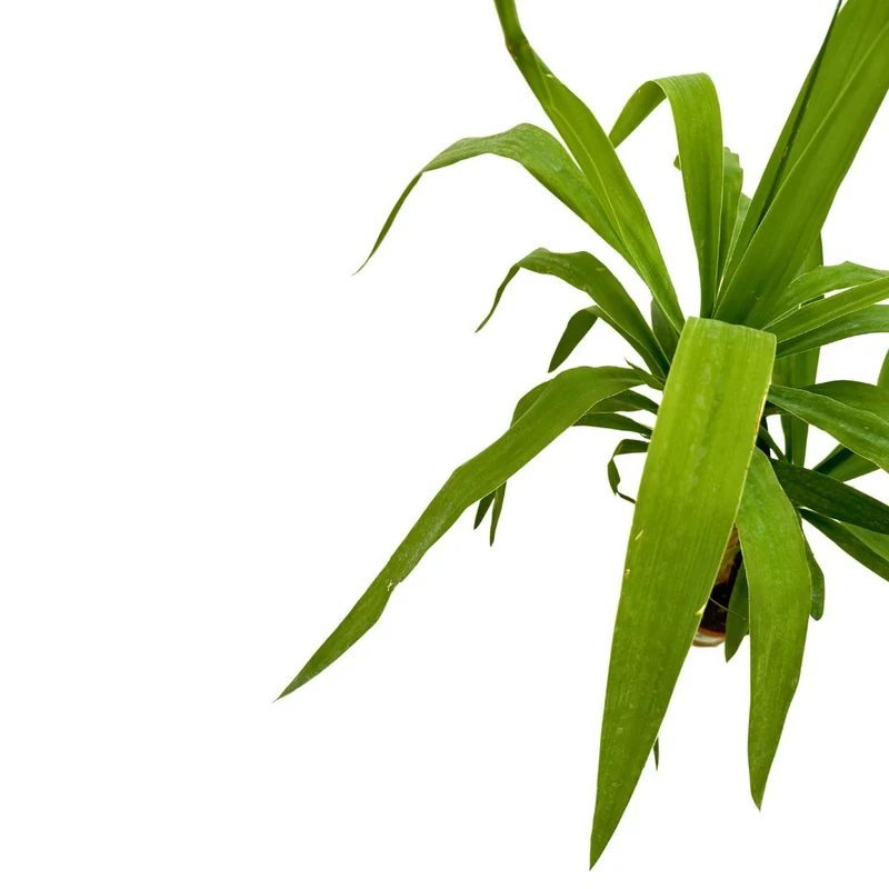Tronco De Yucca Como Elemento Decorativo De Paisajismo O Decoración De Interiores