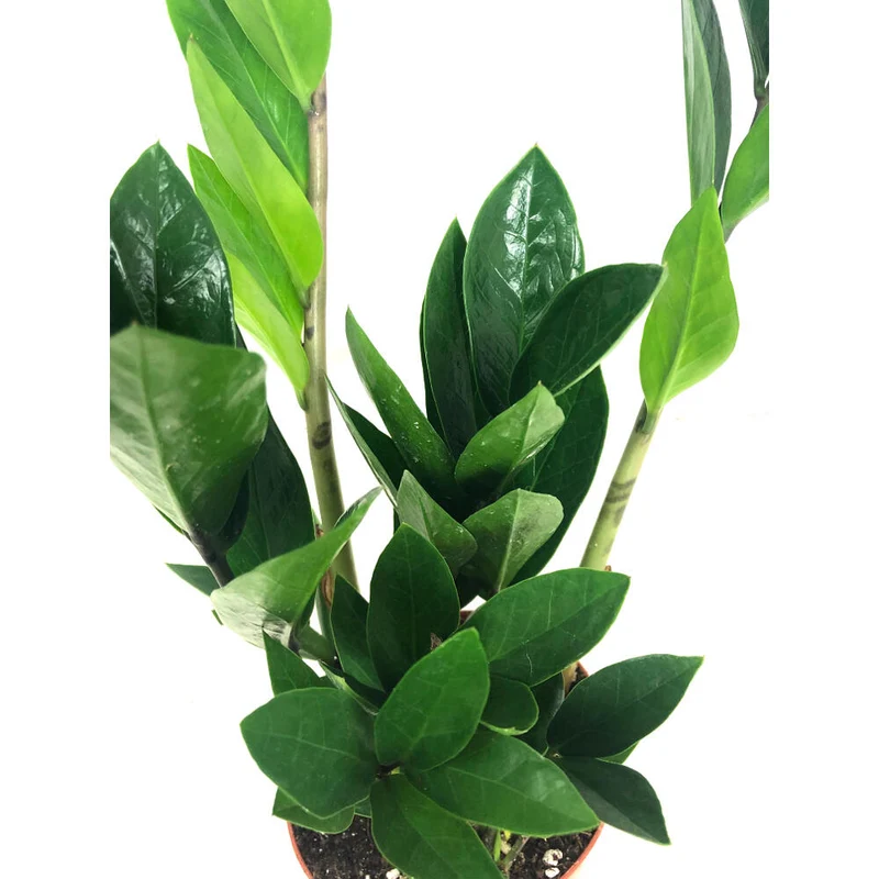 Zamioculca Zamiifolia M12