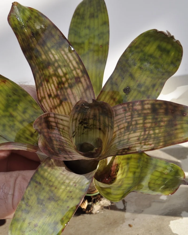 Vriesea gigantea 'Nova' S; bromelia reticulada; Curiosarium; altura 10-12 cm, diámetro 10-12 cm, sin sustrato