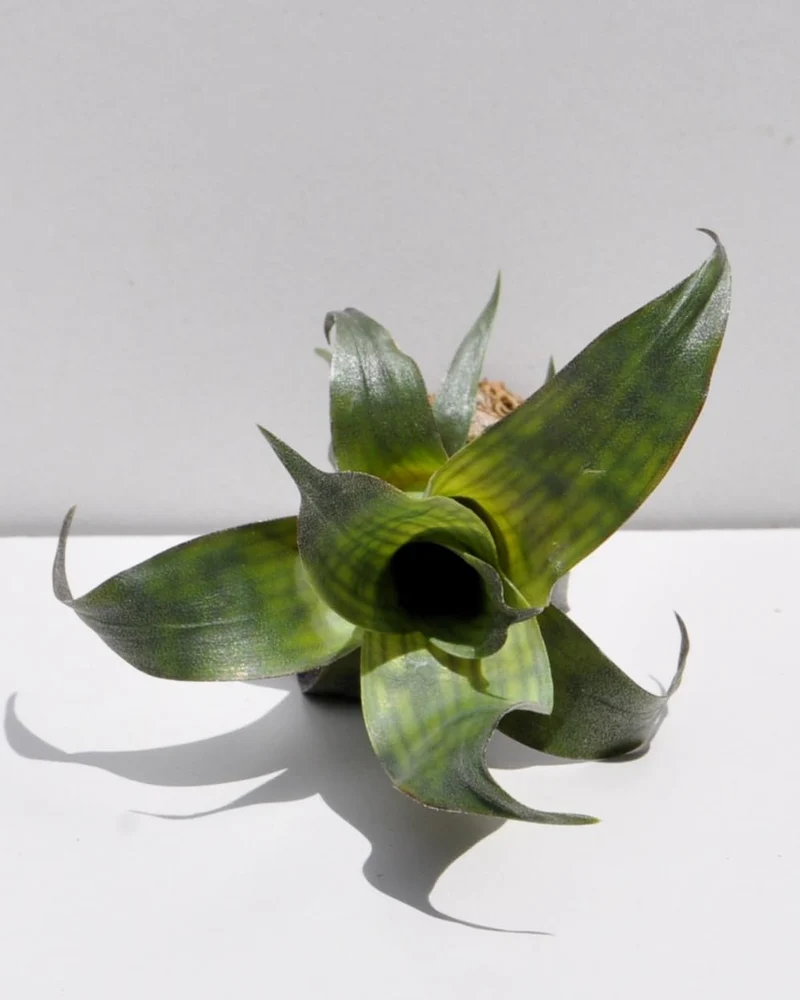 Vriesea gigantea 'Nova' S; bromelia reticulada; Curiosarium; altura 10-12 cm, diámetro 10-12 cm, sin sustrato