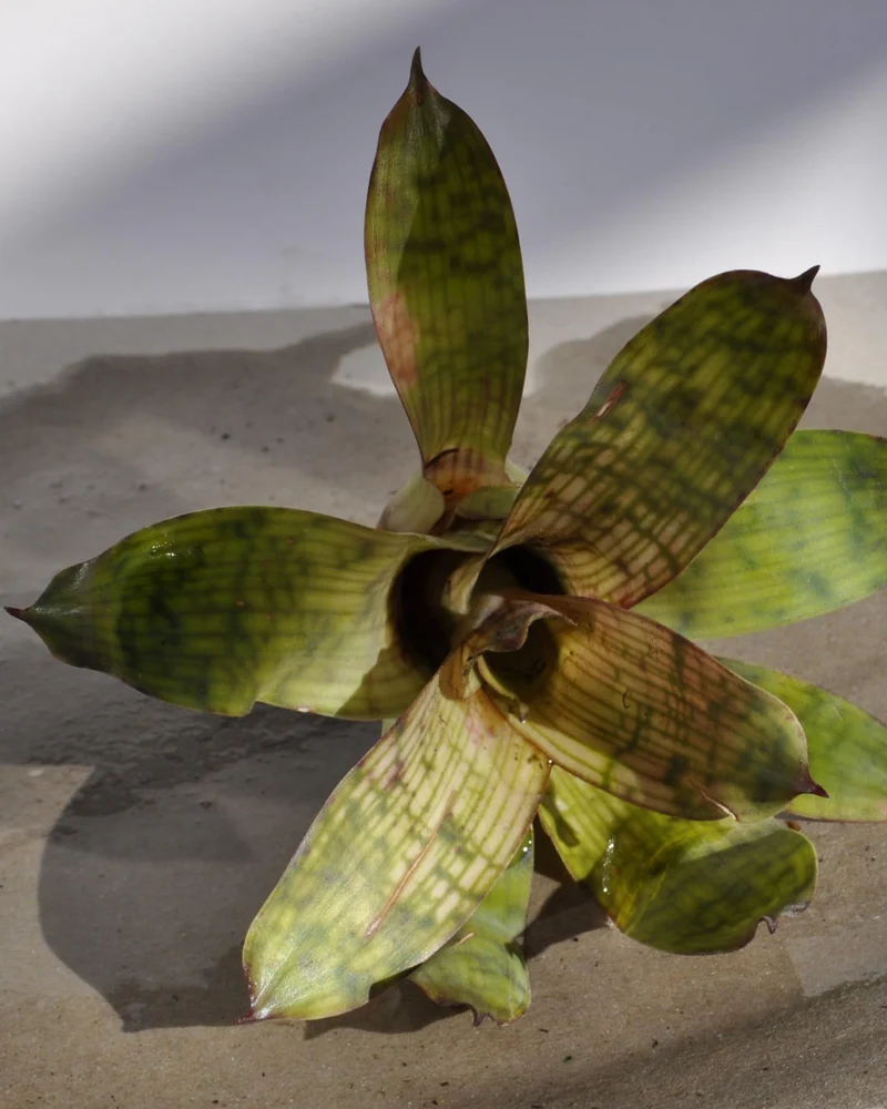 Vriesea gigantea 'Nova' S; bromelia reticulada; Curiosarium; altura 10-12 cm, diámetro 10-12 cm, sin sustrato