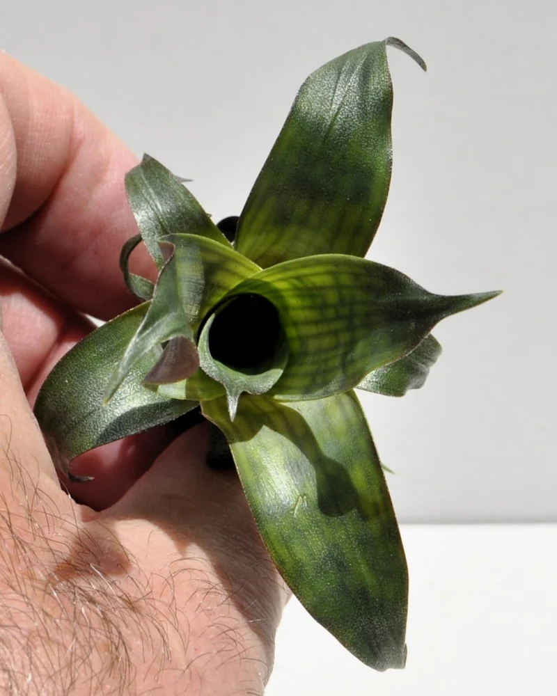 Vriesea gigantea 'Nova' S; bromelia reticulada; Curiosarium; altura 10-12 cm, diámetro 10-12 cm, sin sustrato