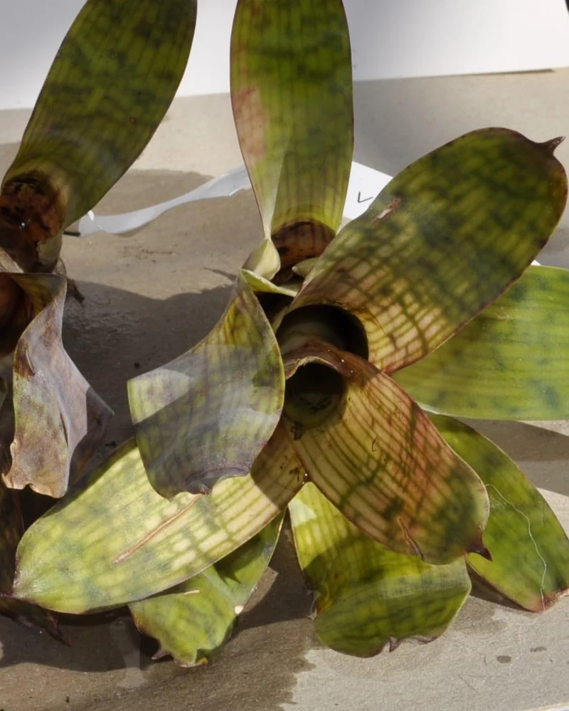 Vriesea gigantea 'Nova' S; bromelia reticulada; Curiosarium; altura 10-12 cm, diámetro 10-12 cm, sin sustrato