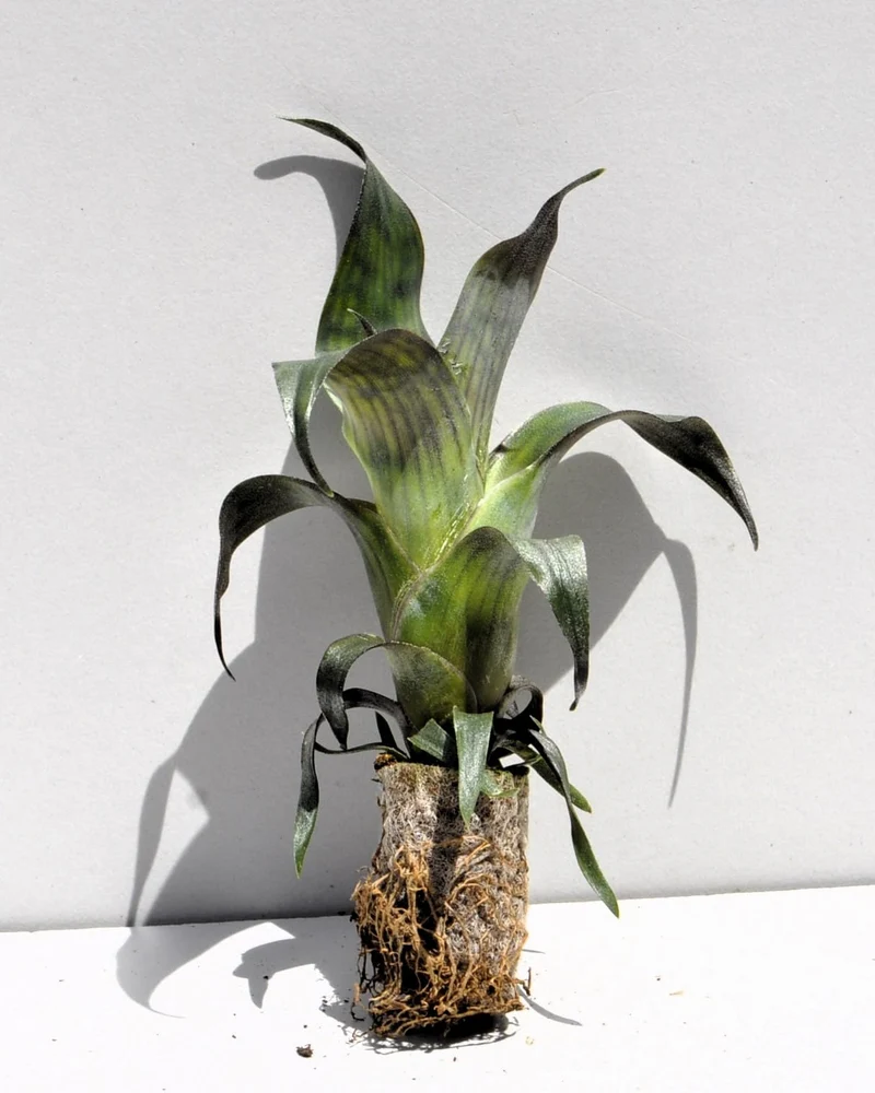 Vriesea gigantea 'Nova' S; bromelia reticulada; Curiosarium; altura 10-12 cm, diámetro 10-12 cm, sin sustrato