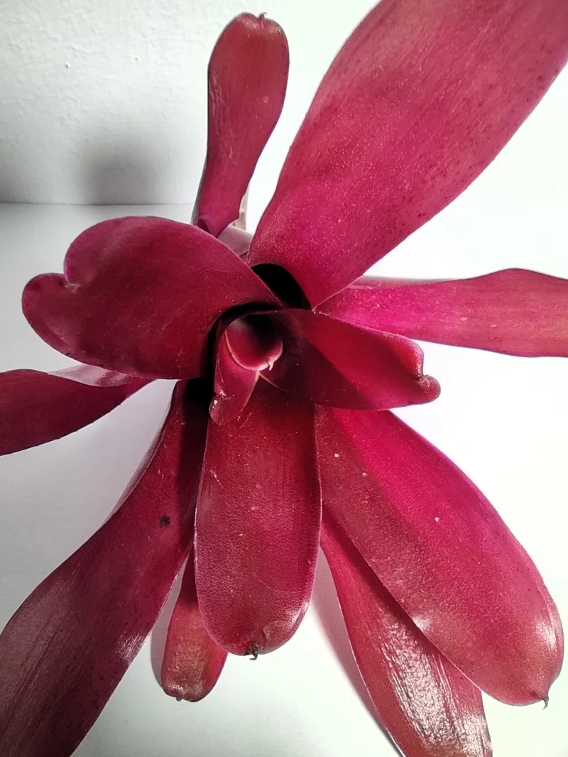 Neoregelia 'Super Fireball'; bromelia roja; Curiosarium; altura 15-18 cm, diámetro 10-12 cm, sin sustrato