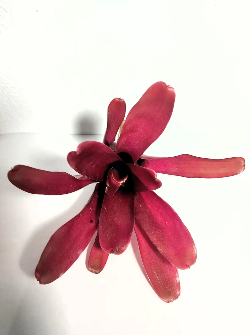 Neoregelia 'Super Fireball'; bromelia roja; Curiosarium; altura 15-18 cm, diámetro 10-12 cm, sin sustrato