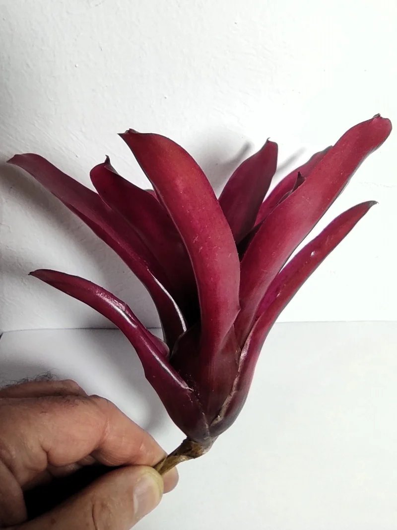 Neoregelia 'Super Fireball'; bromelia roja; Curiosarium; altura 15-18 cm, diámetro 10-12 cm, sin sustrato