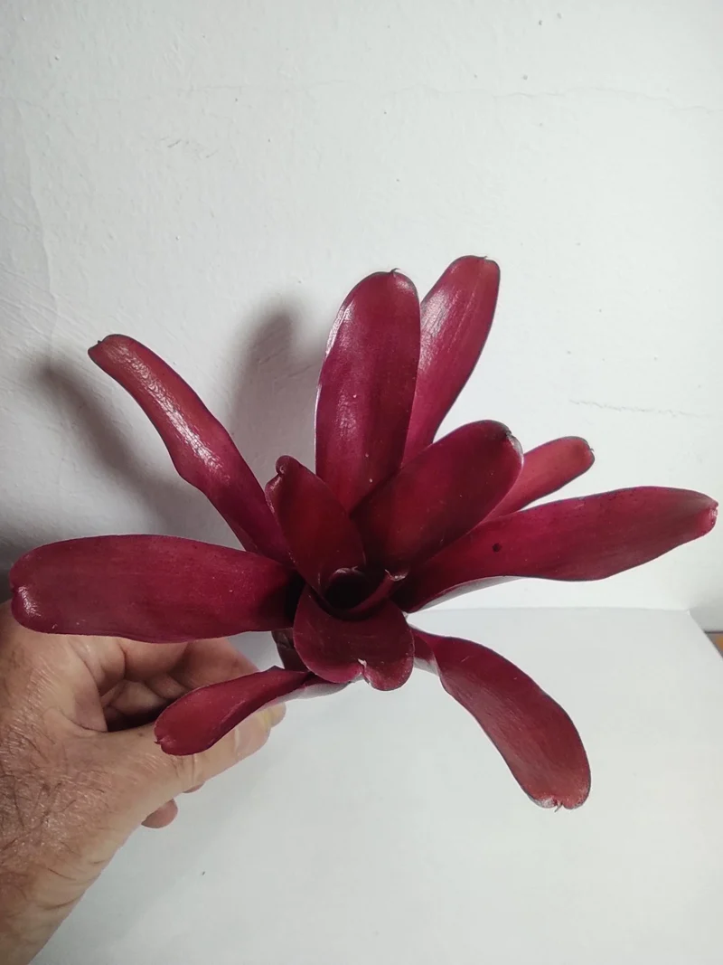 Neoregelia 'Super Fireball'; bromelia roja; Curiosarium; altura 15-18 cm, diámetro 10-12 cm, sin sustrato