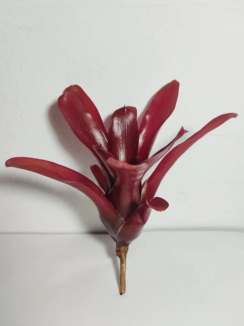 Neoregelia 'Super Fireball'; bromelia roja; Curiosarium; altura 15-18 cm, diámetro 10-12 cm, sin sustrato