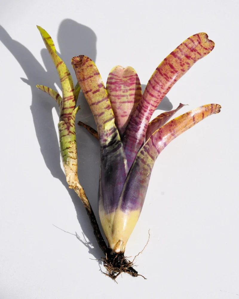 Neoregelia tigrina; bromelia rayada, apta para terrarios; Curiosarium; altura 20 cm, diámetro 18 cm