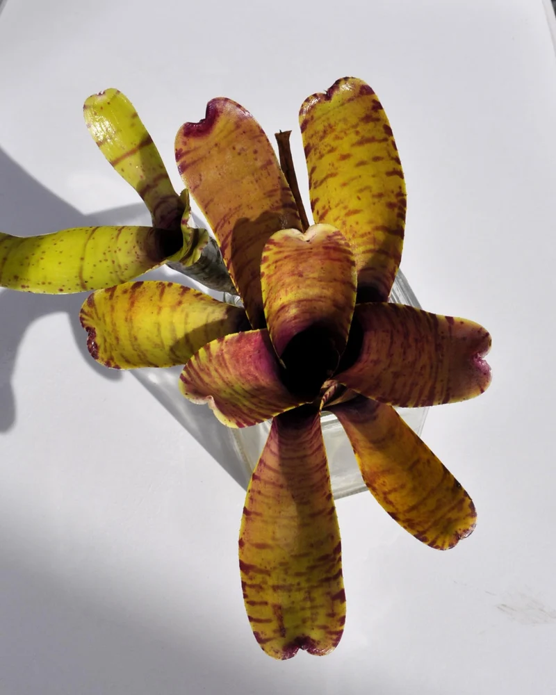 Neoregelia tigrina; bromelia rayada, apta para terrarios; Curiosarium; altura 20 cm, diámetro 18 cm