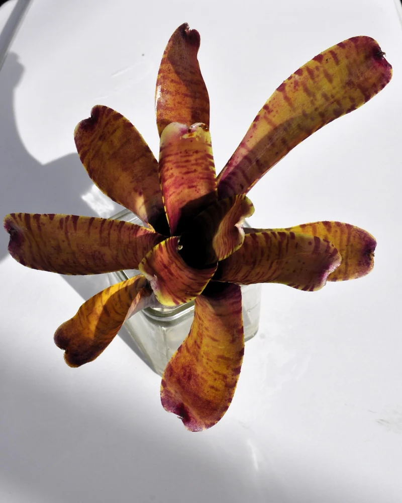 Neoregelia tigrina; bromelia rayada, apta para terrarios; Curiosarium; altura 20 cm, diámetro 18 cm