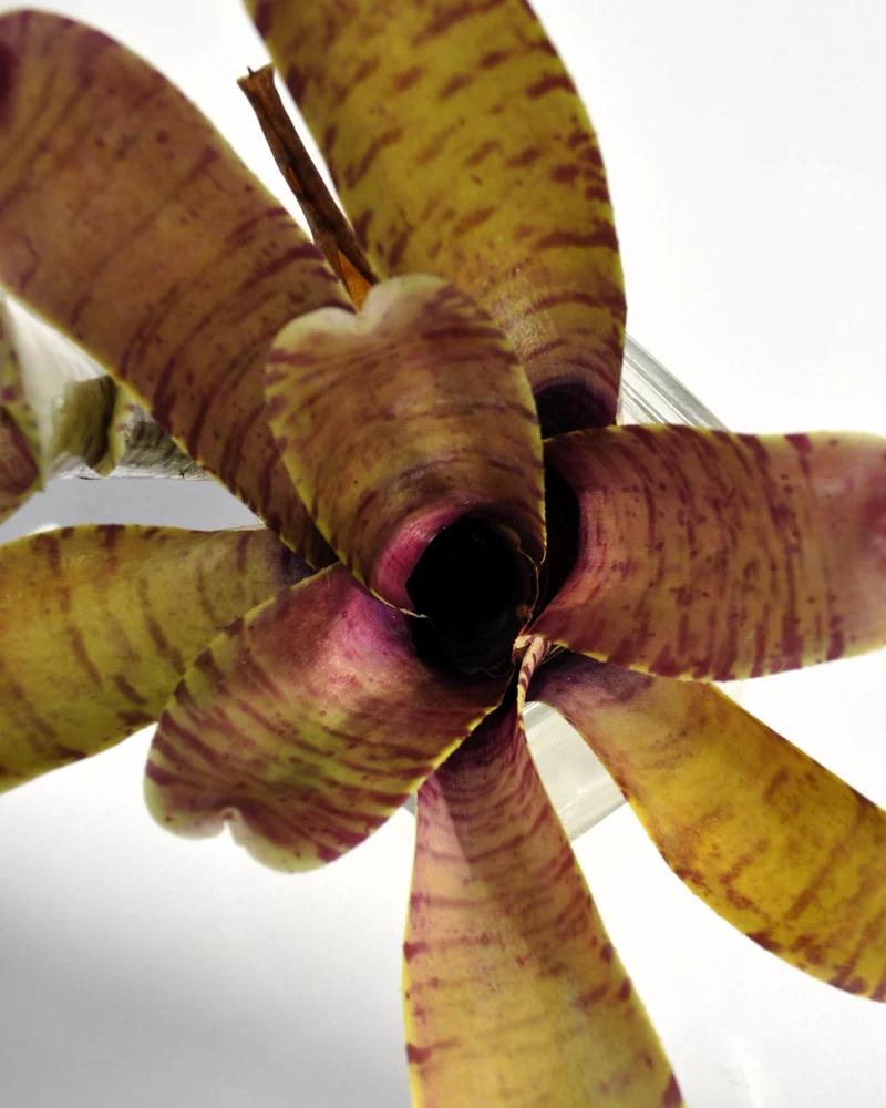 Neoregelia tigrina; bromelia rayada, apta para terrarios; Curiosarium; altura 20 cm, diámetro 18 cm