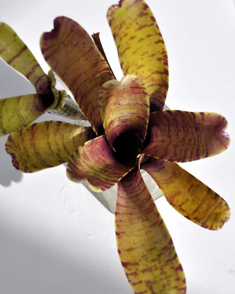 Neoregelia tigrina; bromelia rayada, apta para terrarios; Curiosarium; altura 20 cm, diámetro 18 cm