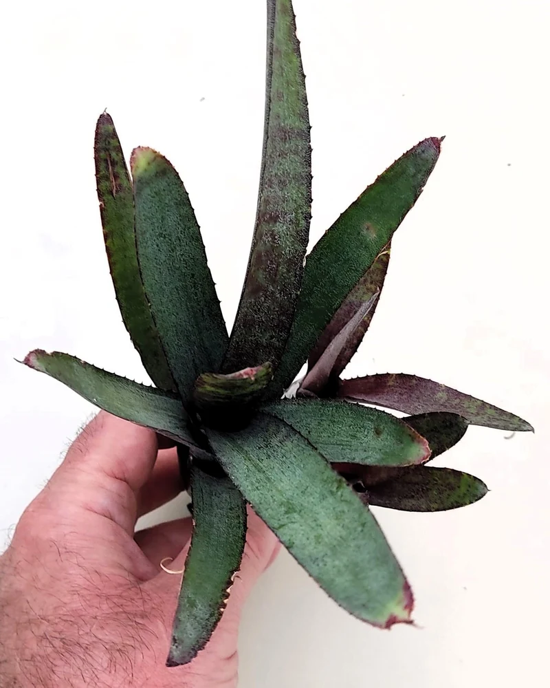 Neoregelia ampullacea purpurea; bromelia púrpura; Curiosarium; altura 30 cm, diámetro 12 cm, sin sustrato