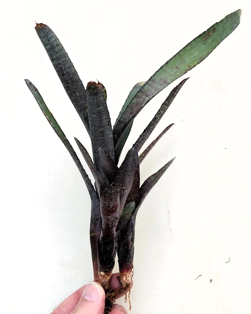 Neoregelia ampullacea purpurea; bromelia púrpura; Curiosarium; altura 30 cm, diámetro 12 cm, sin sustrato