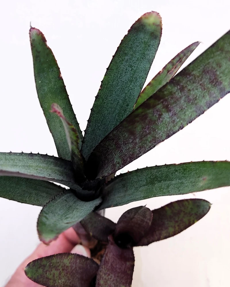 Neoregelia ampullacea purpurea; bromelia púrpura; Curiosarium; altura 30 cm, diámetro 12 cm, sin sustrato