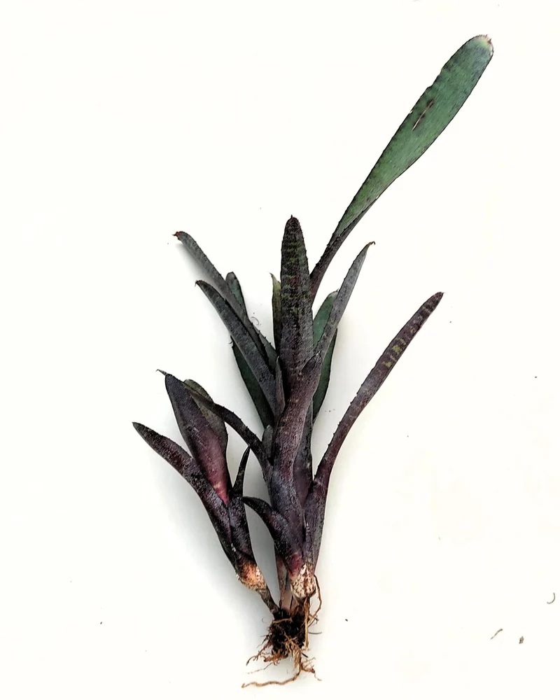 Neoregelia ampullacea purpurea; bromelia púrpura; Curiosarium; altura 30 cm, diámetro 12 cm, sin sustrato