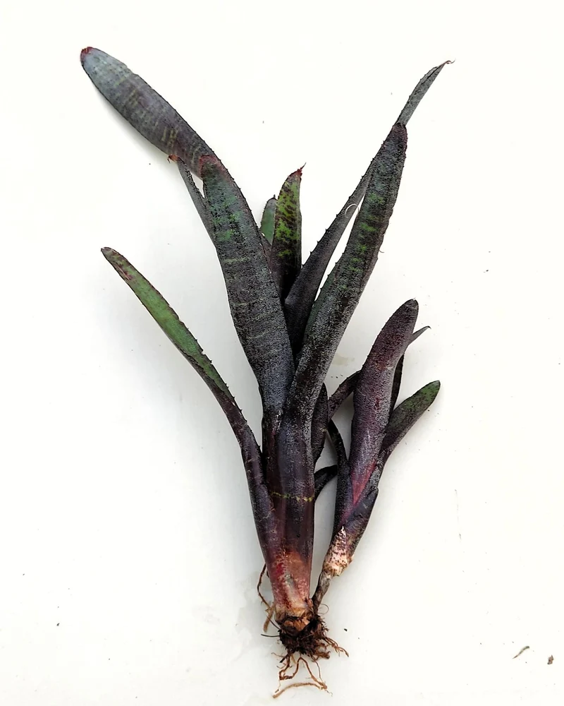 Neoregelia ampullacea purpurea; bromelia púrpura; Curiosarium; altura 30 cm, diámetro 12 cm, sin sustrato