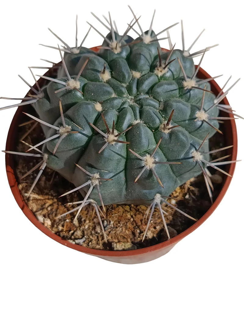 Gymnocalycium Gibbosum Var Nigrum Planta Suculenta Natural Ø8